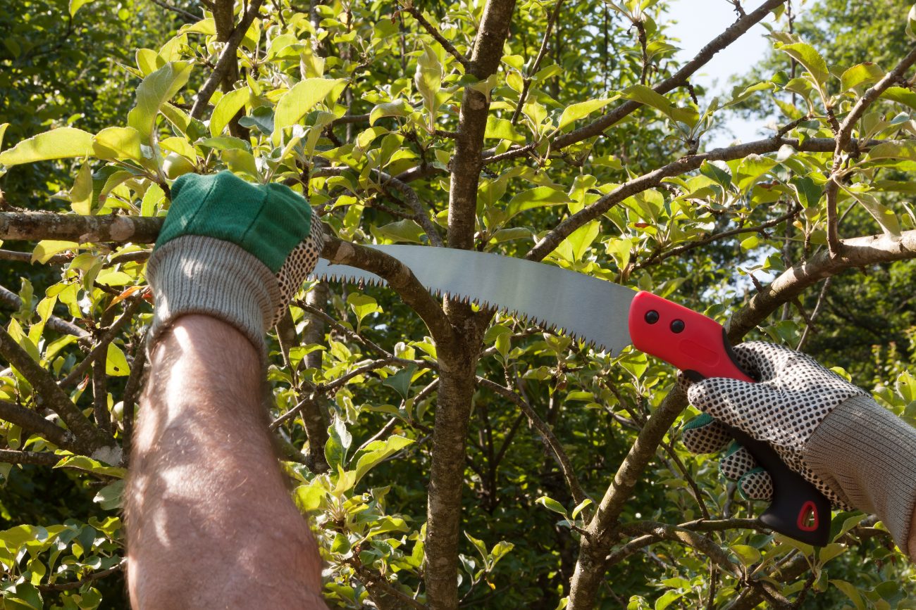 aerial tree pruning course