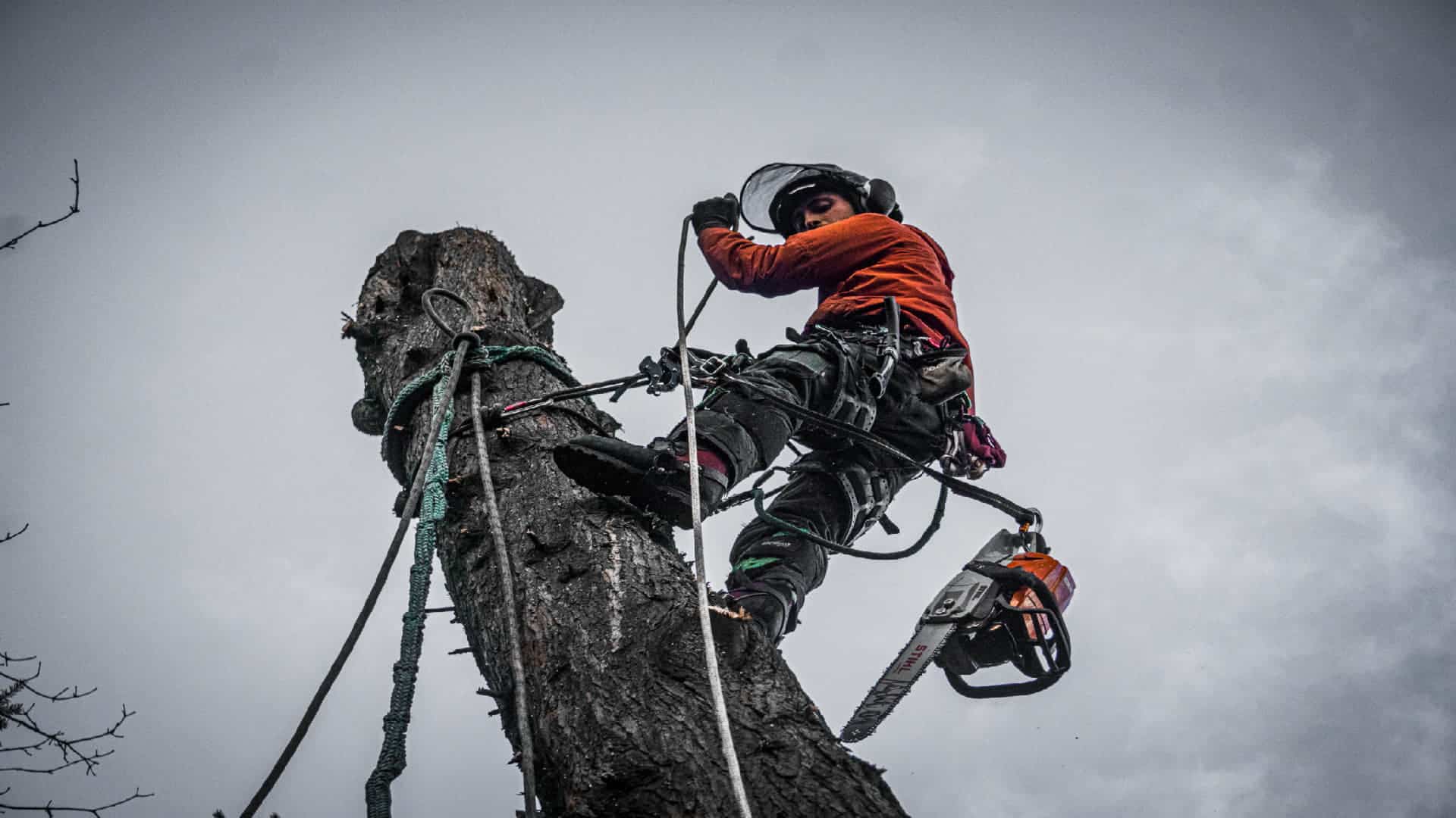 Tree surgeon climbing a tree with safety gear during arboriculture courses in Essex