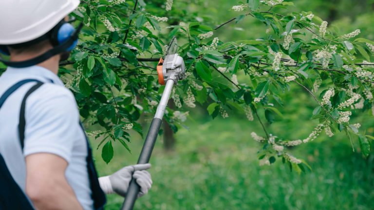 Tree Surgery Training with a professional using a pole saw to trim branches in a forest setting