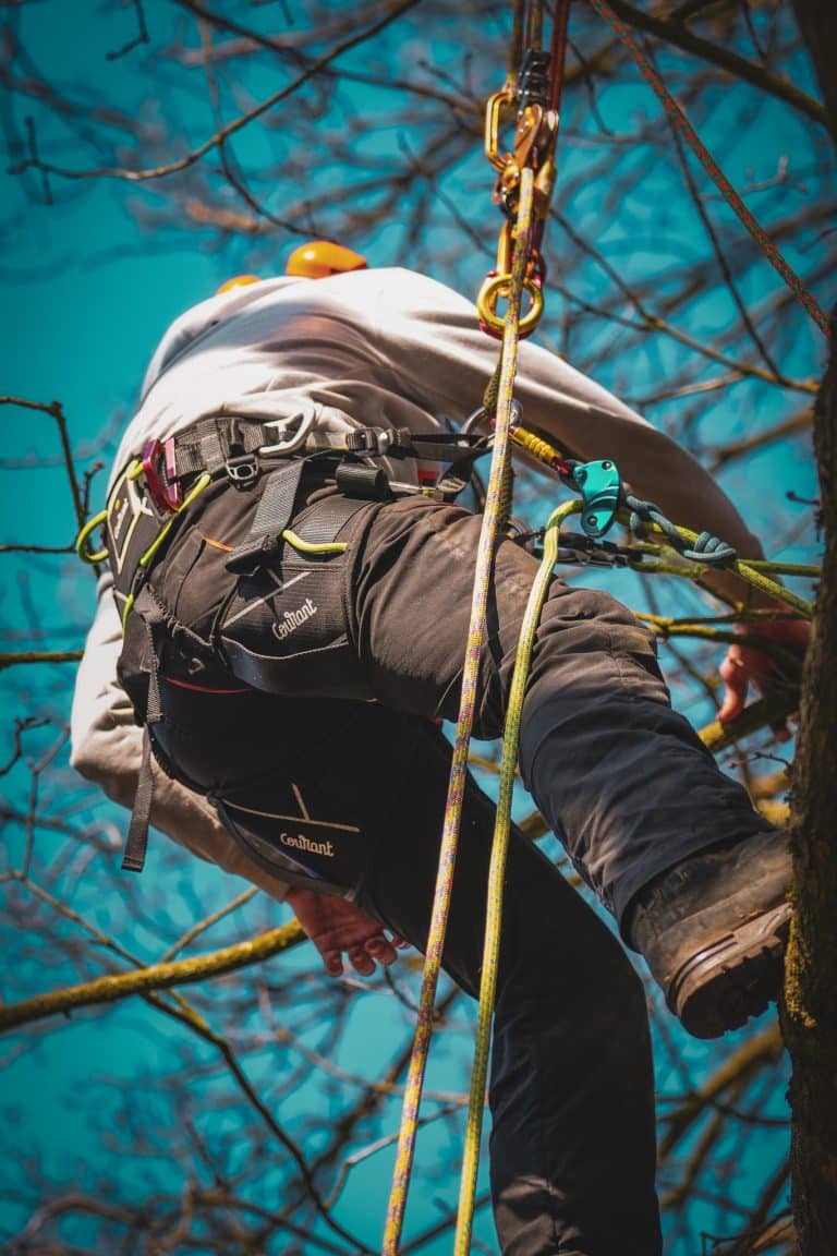 CS38 Tree Climbing Course at Ground Up Training