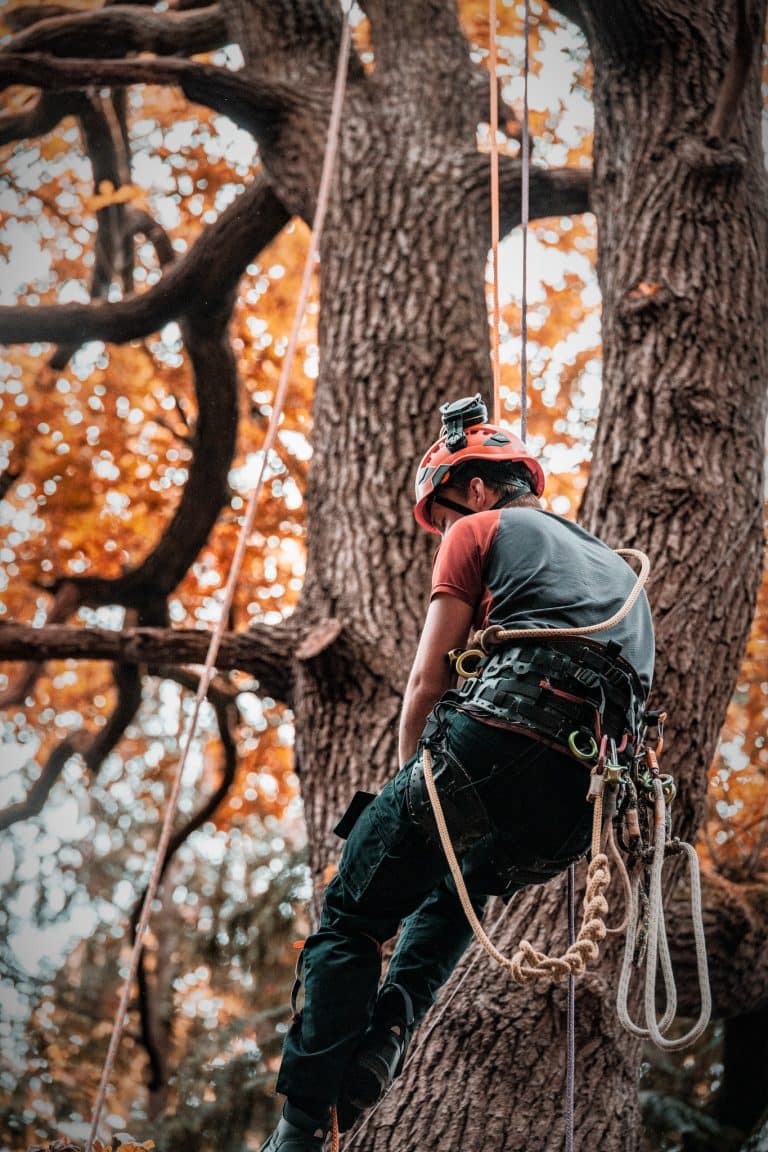 Becoming a Tree Surgeon at Ground Up Training