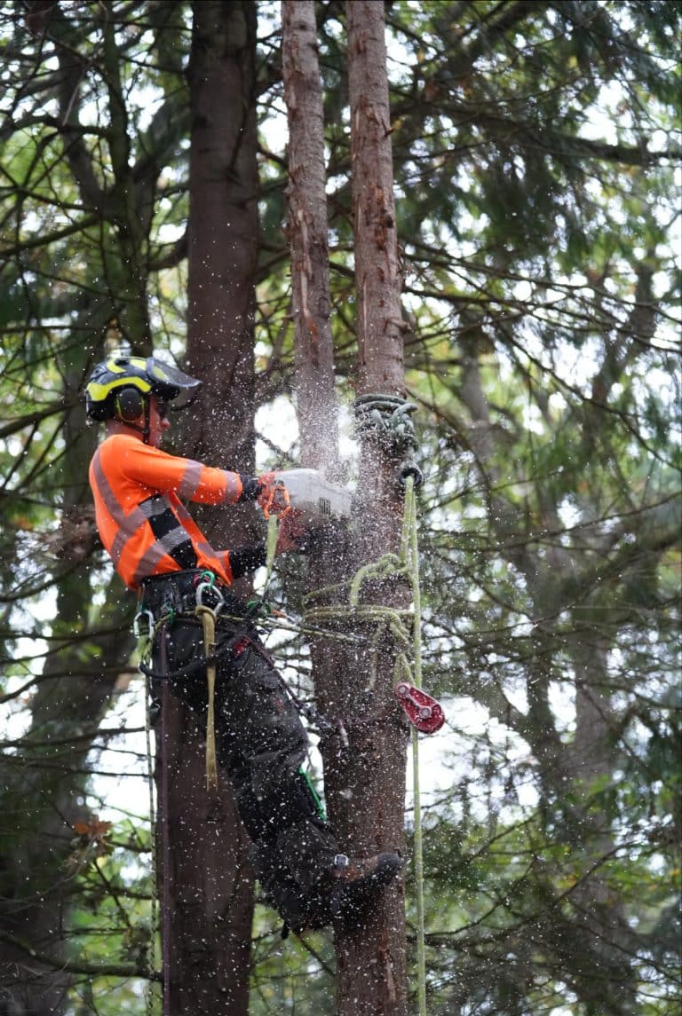 CS41 Aerial Tree Rigging Tree surgeon Training Course