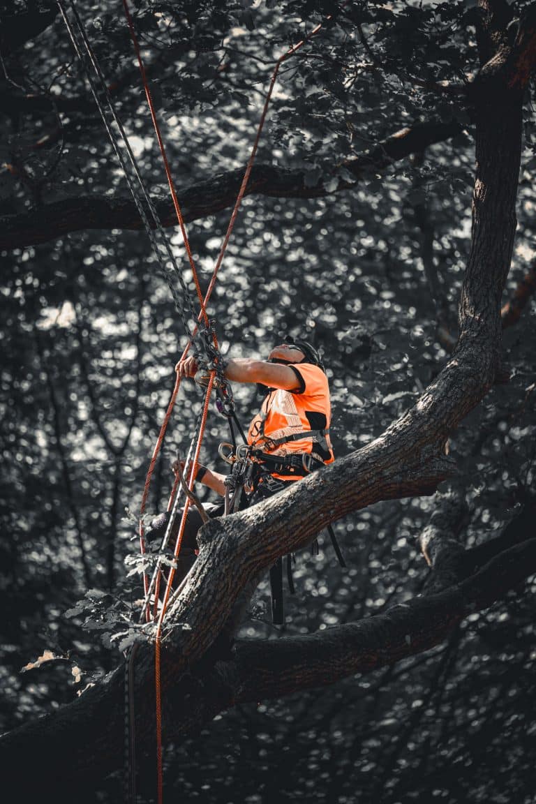 Tree Surgery Course at Ground Up Training