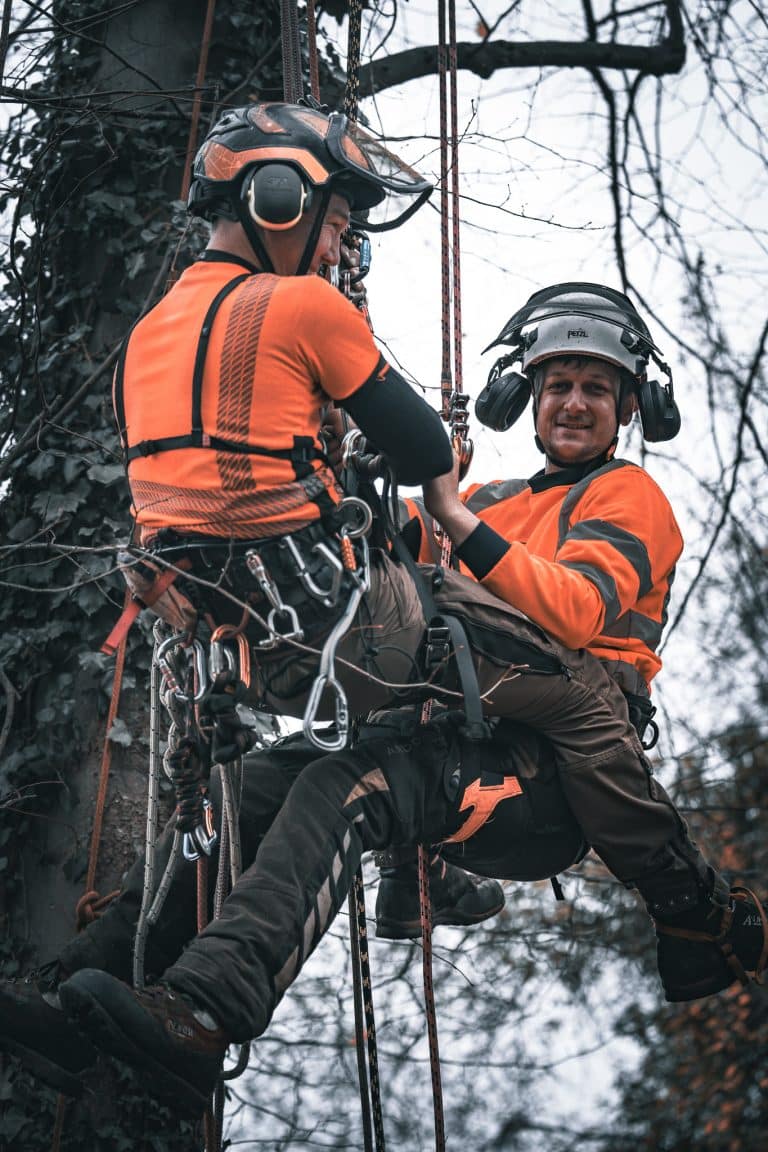 Becoming a Tree Surgeon on tree surgery course