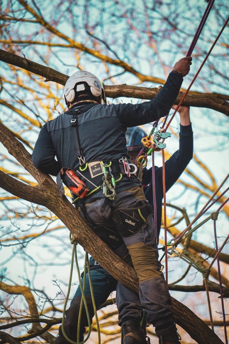 Learn how to be a tree surgeon at Ground Up Training in Essex