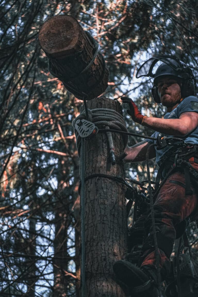 Become a tree surgeon