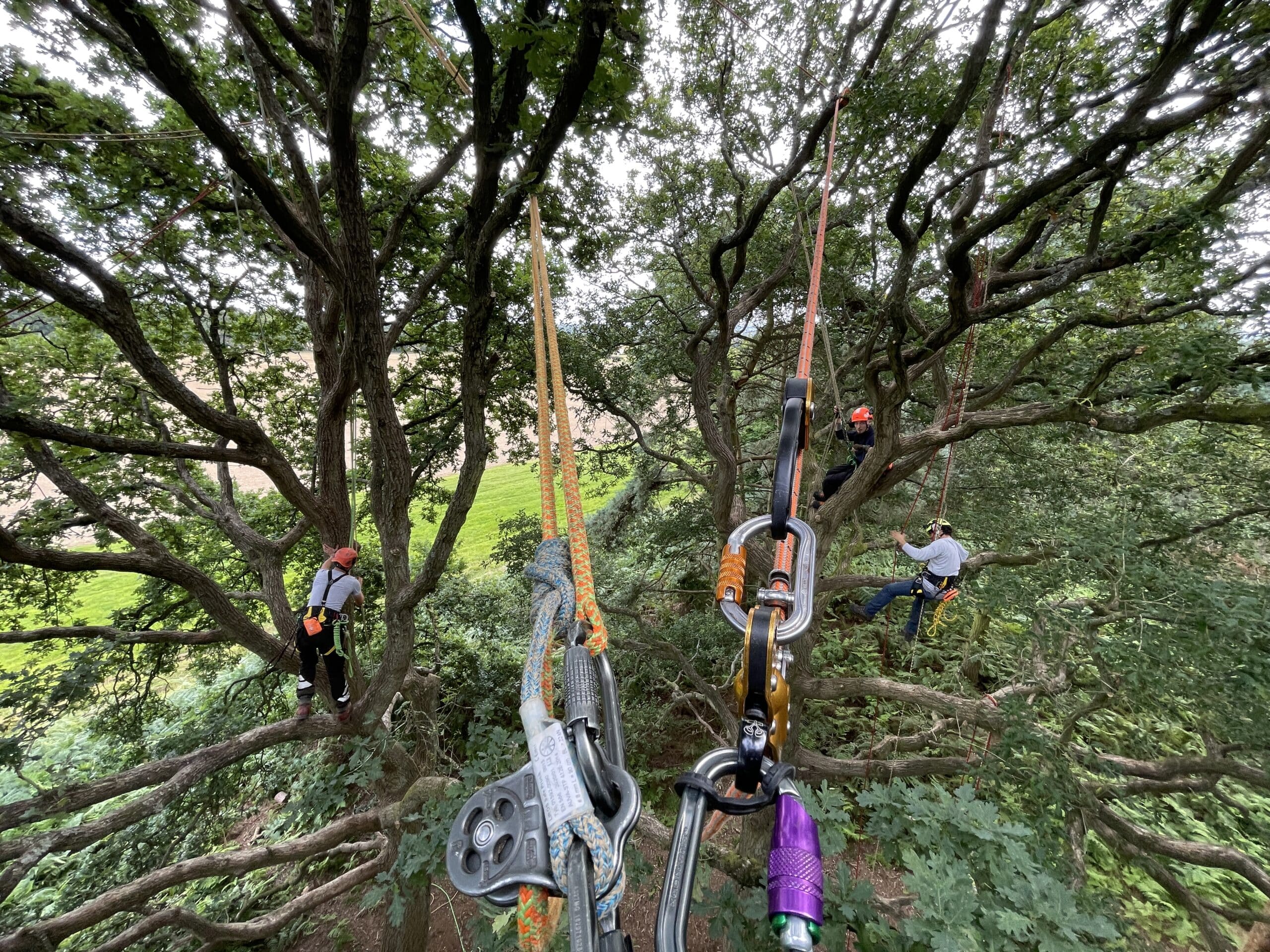 How to Become a Tree Surgeon in the UK | Ultimate Career Guide (2026)