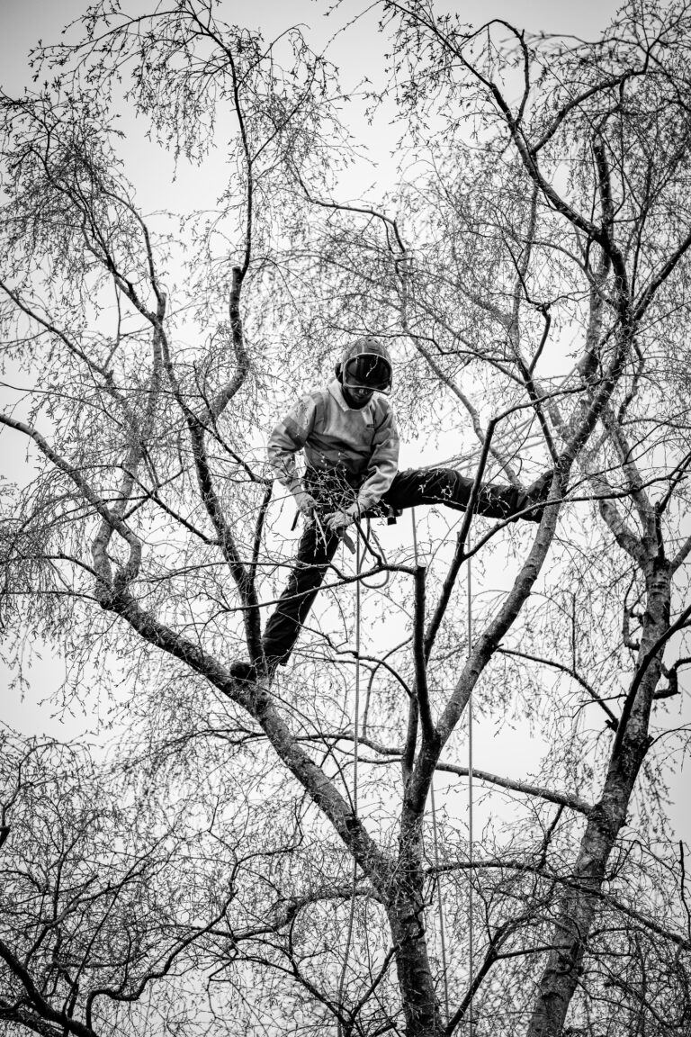 How to become a tree surgeon