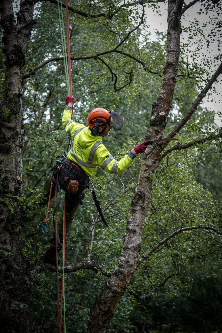 Tree Pruning courses essex