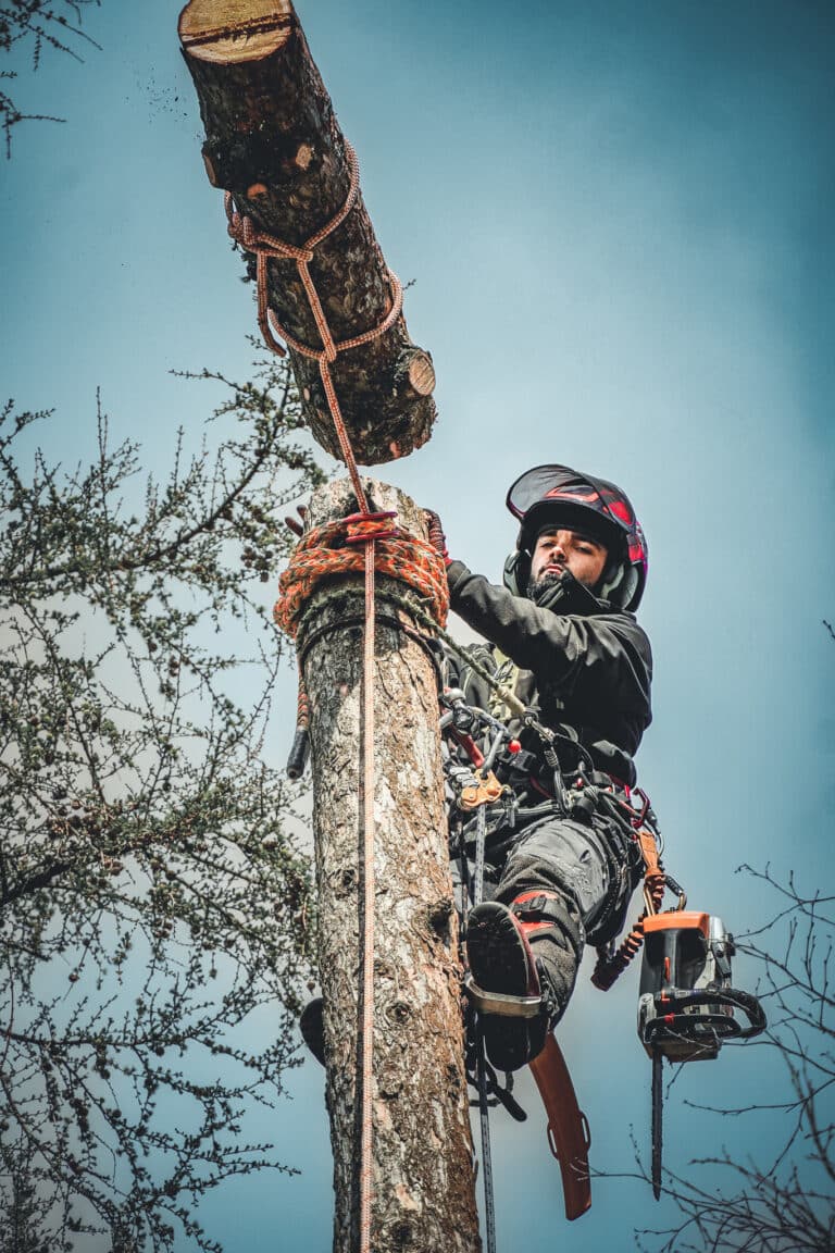 Tree surgeon Courses