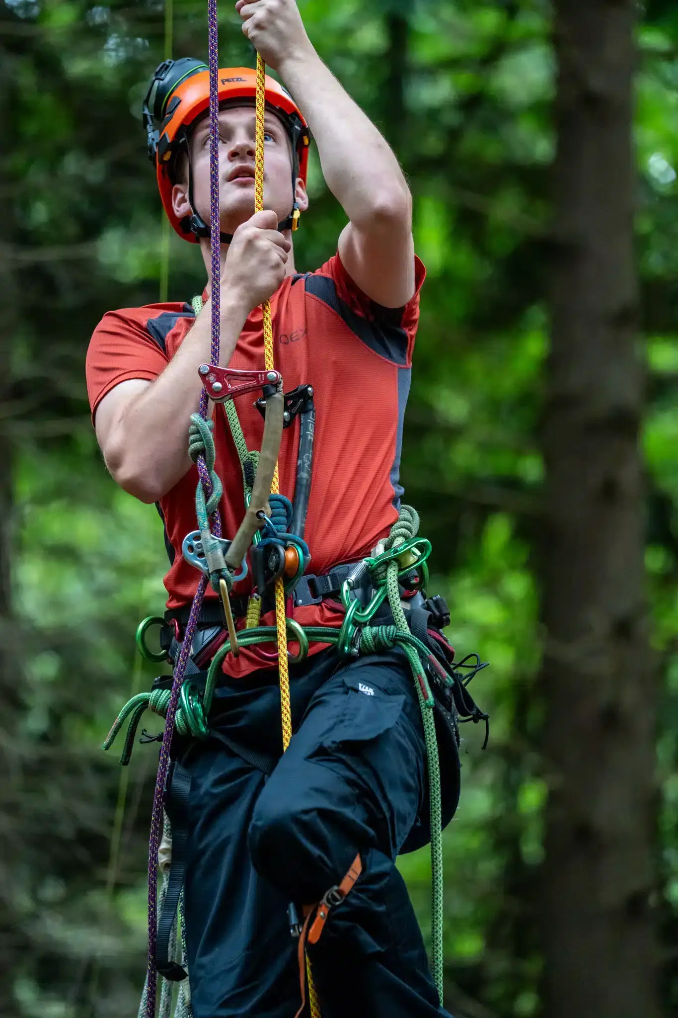 Tree Surgeon training